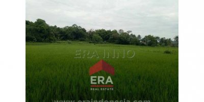 Jamanis Tasikmalaya
